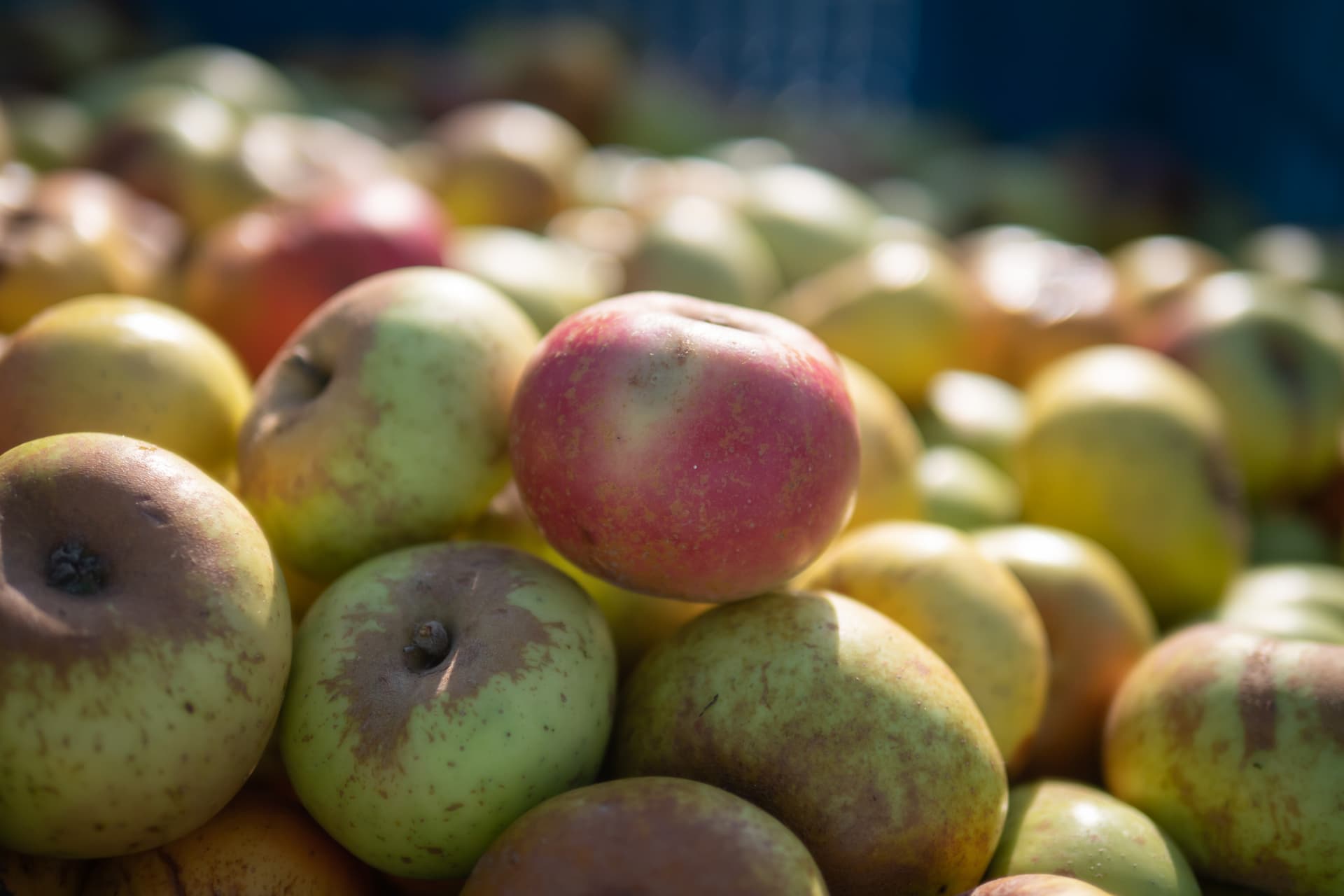 Nos services — Cidrerie Nicol